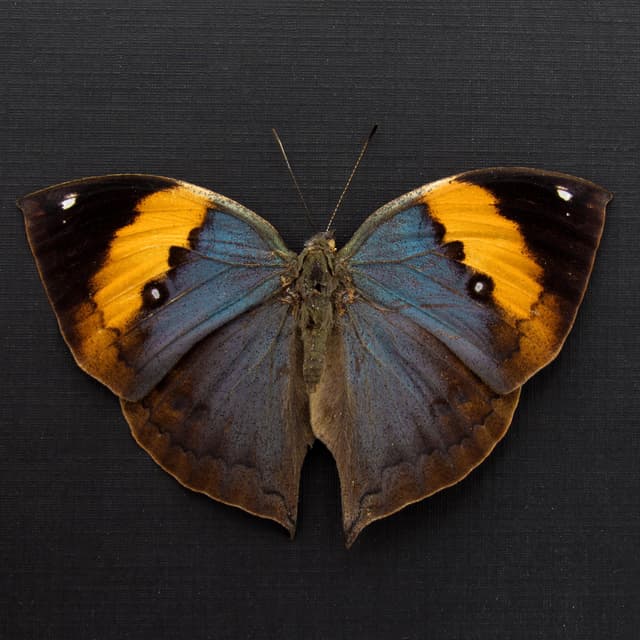Rare Blue Leaf butterfly taxidermy - Kallima limborgii - Victorian mount