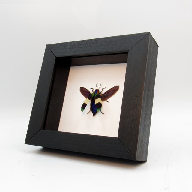Rare Glittering Jewel beetle framed taxidermy - Chrysochroa corbetti