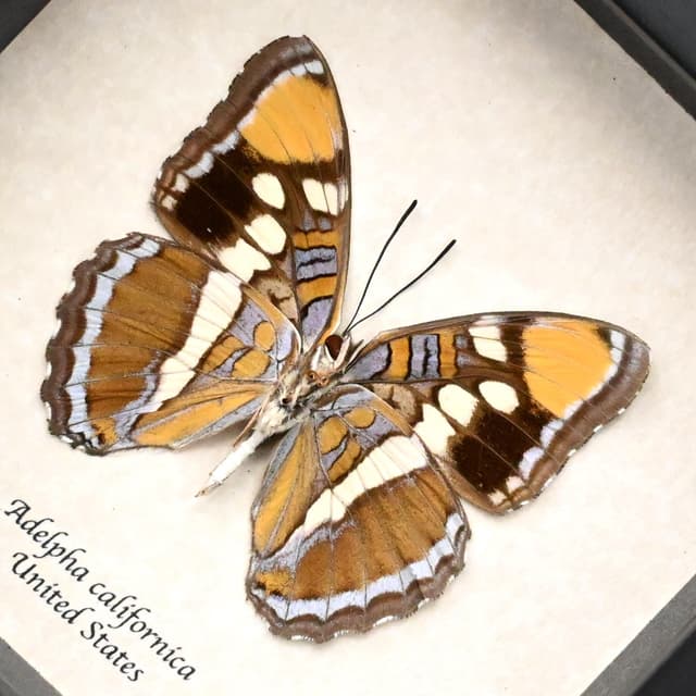Real lavender California Sister butterfly framed taxidermy - Adelpha californica