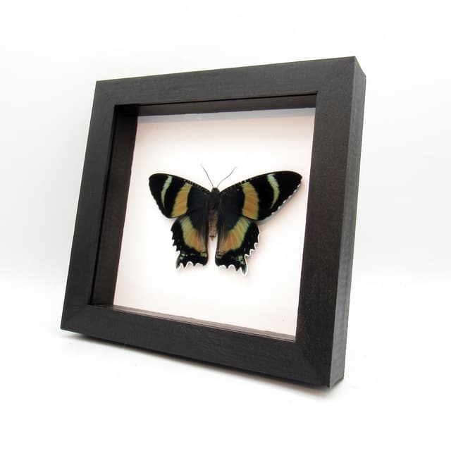 Rare framed Zodiac moth taxidermy - Alcides zodiaca - XL pink form female - Victorian mount