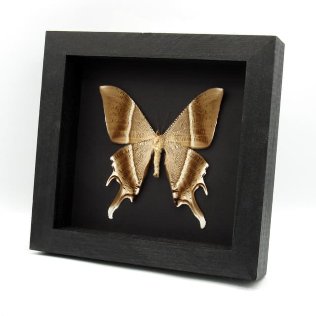Large Tropical Swallowtail Moth framed taxidermy - Lyssa zampa