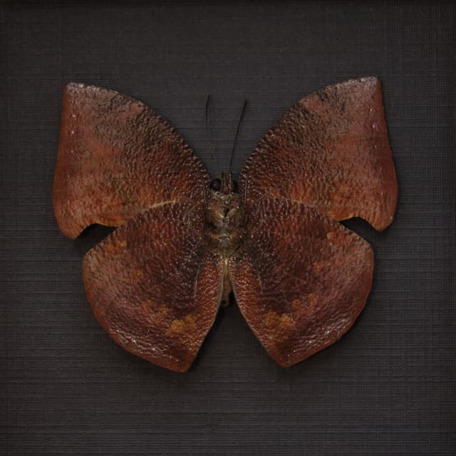 Real deep red dead leaf mimic framed butterfly taxidermy - Anaea polycarmes