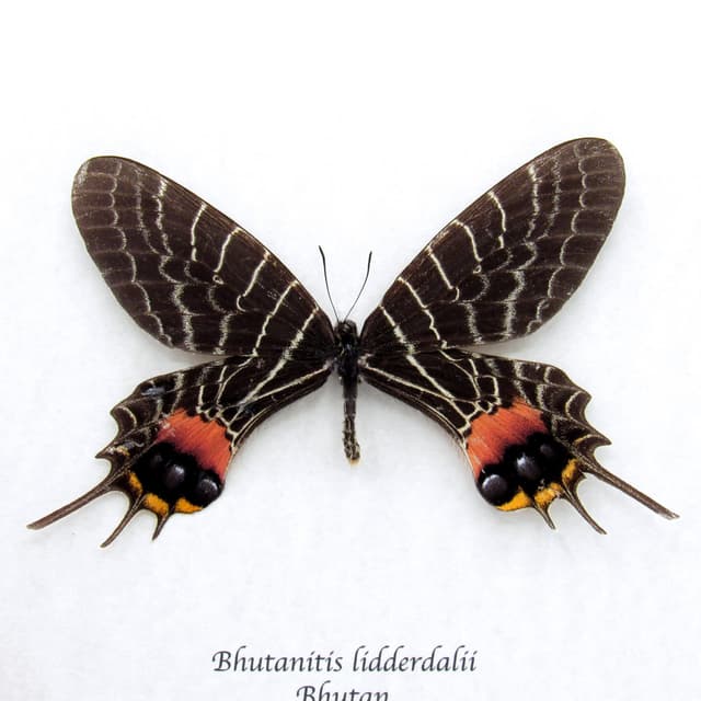 World rarity real Bhutan Glory Swallowtail butterfly framed taxidermy - Bhutanitis lidderdalii - large example