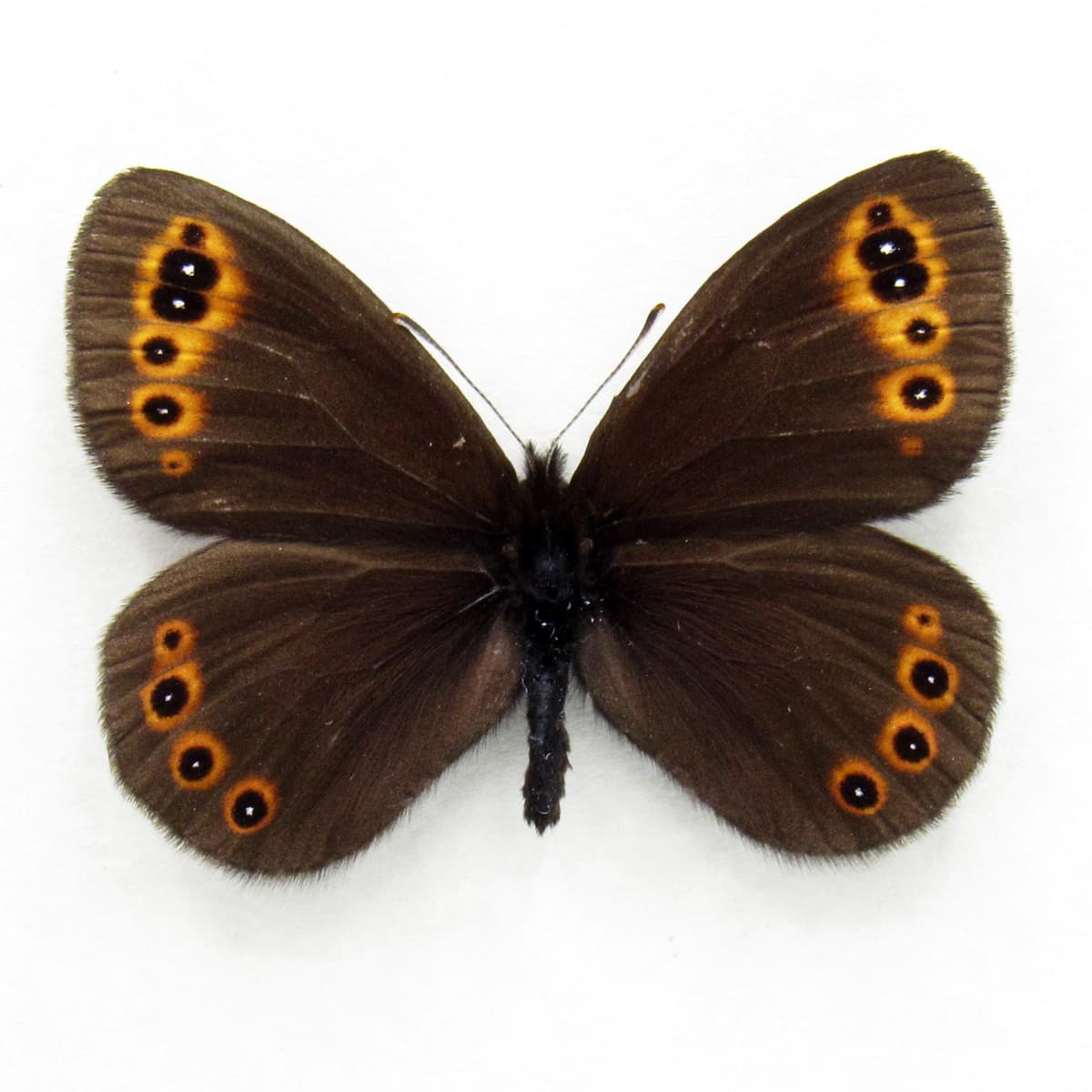 Real Satyr butterfly framed taxidermy - Erebia species