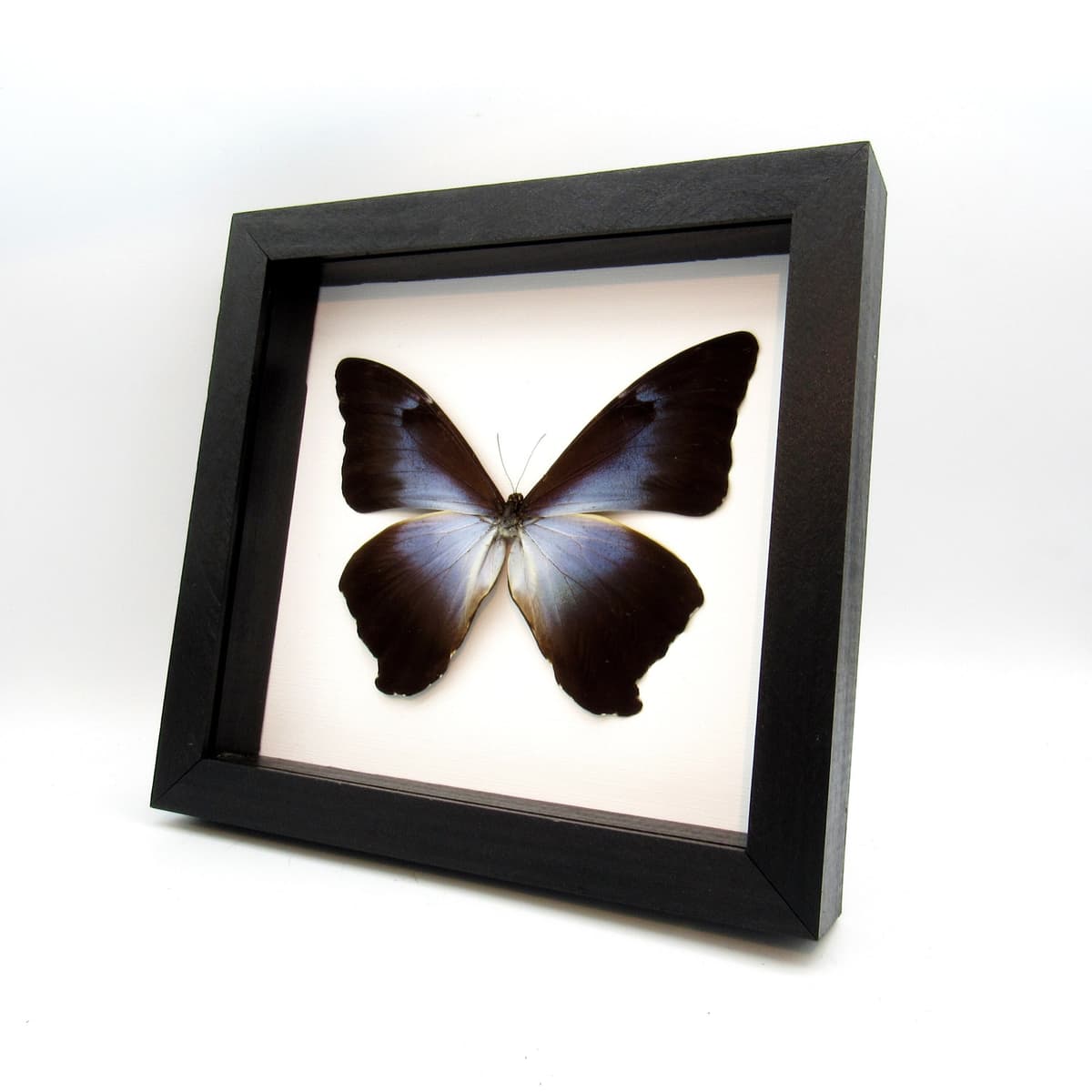 Real XL blue/violet Morpho butterfly framed taxidermy - Morpho cisseis phanodemus