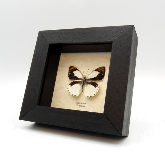 Real Banded Gold Tip butterfly framed taxidermy - Colotis eris