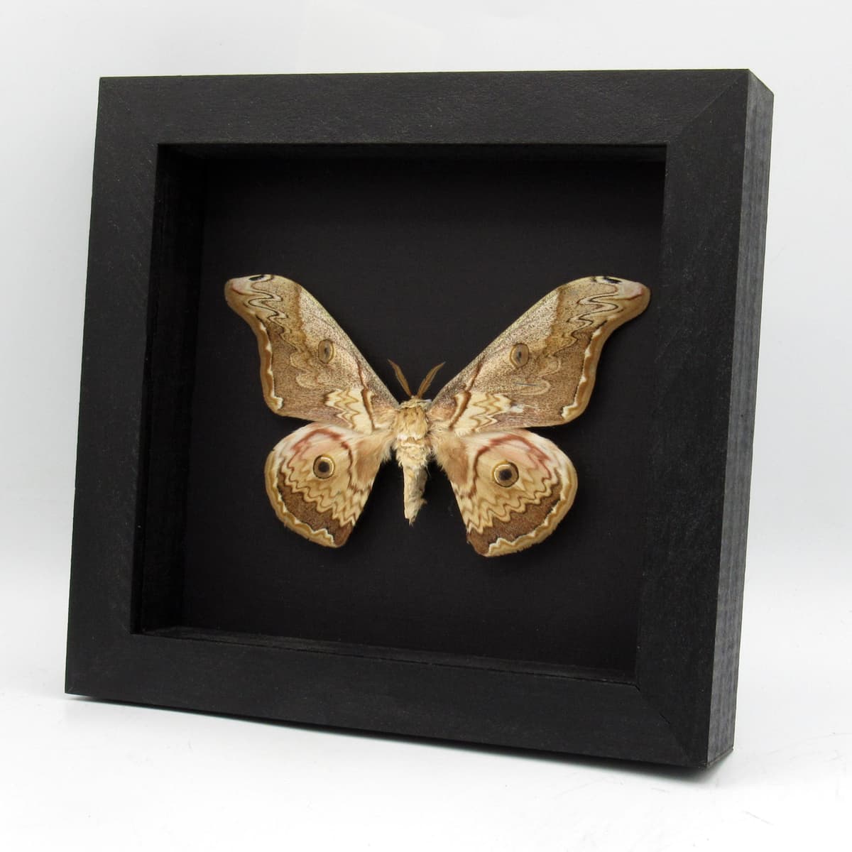Rare Saturn moth framed taxidermy - Caligula thibeta