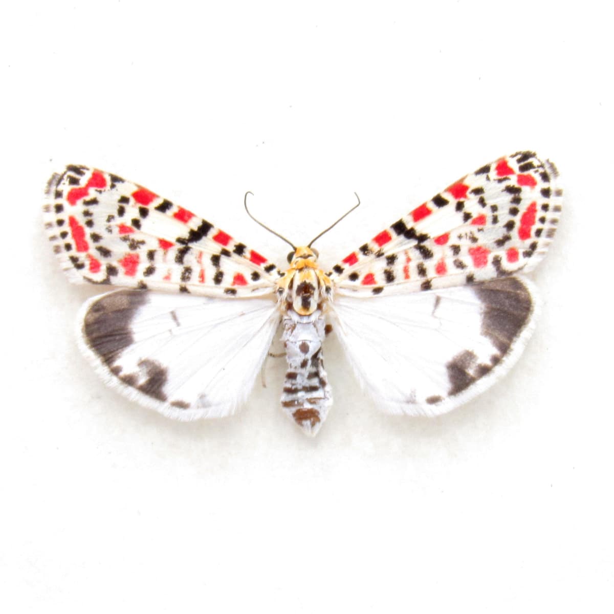 Real Crimson-speckled Flunkey moth framed taxidermy - Utetheisa pulchella