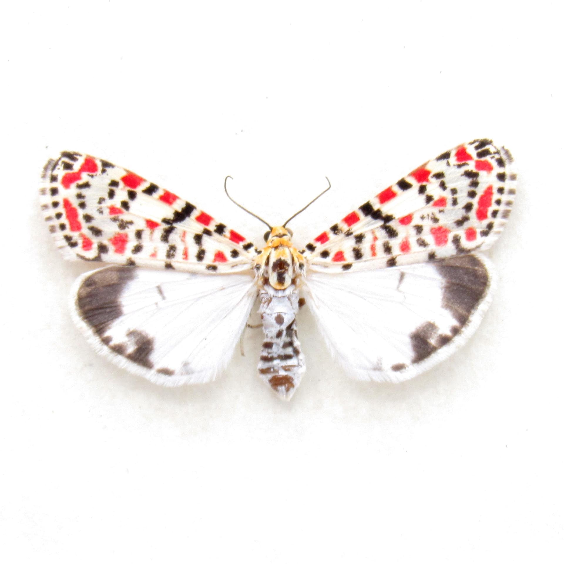 Real Crimson-speckled Flunkey moth framed taxidermy - Utetheisa pulchella