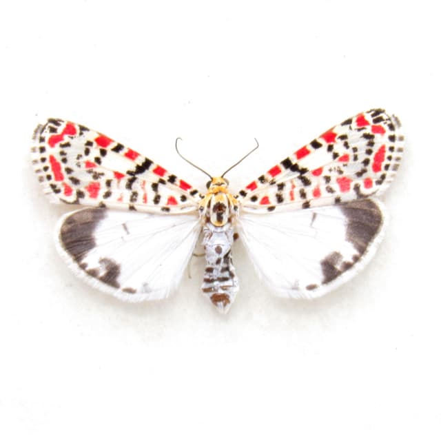 Real Crimson-speckled Flunkey moth framed taxidermy - Utetheisa pulchella