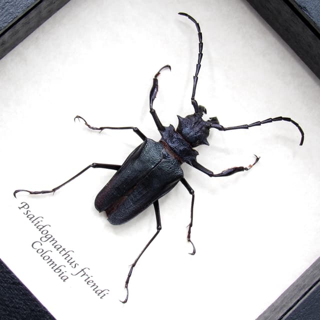 Rare Longhorn beetle framed taxidermy - Psalidognathus friendi - dark purple/black