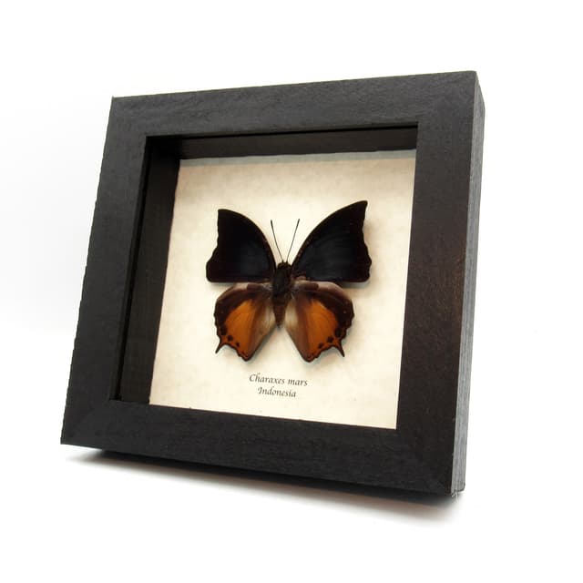 Rare Iron Raja butterfly framed taxidermy - Charaxes mars
