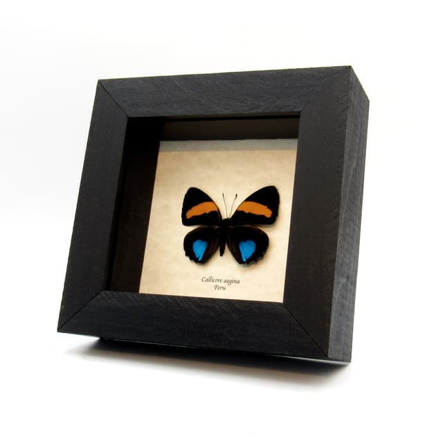 Real iridescent butterfly framed taxidermy - Callicore aegina