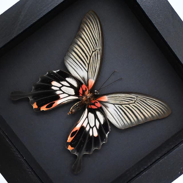 Real Great Mormon butterfly framed taxidermy - Papilio memnon agenor - female