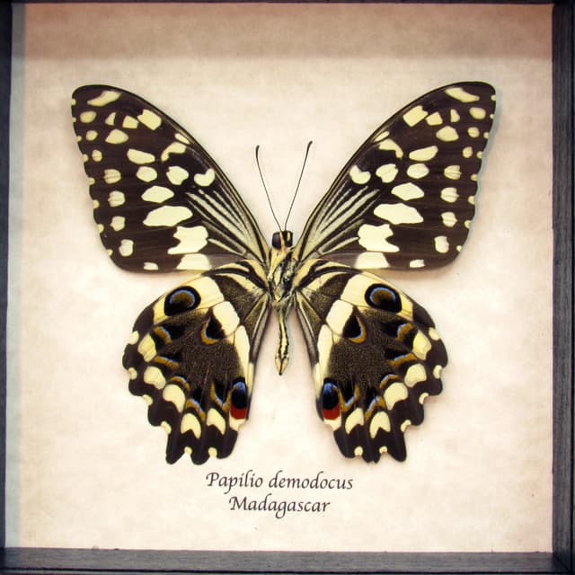 Real framed Swallowtail butterfly taxidermy - Papilio demodocus