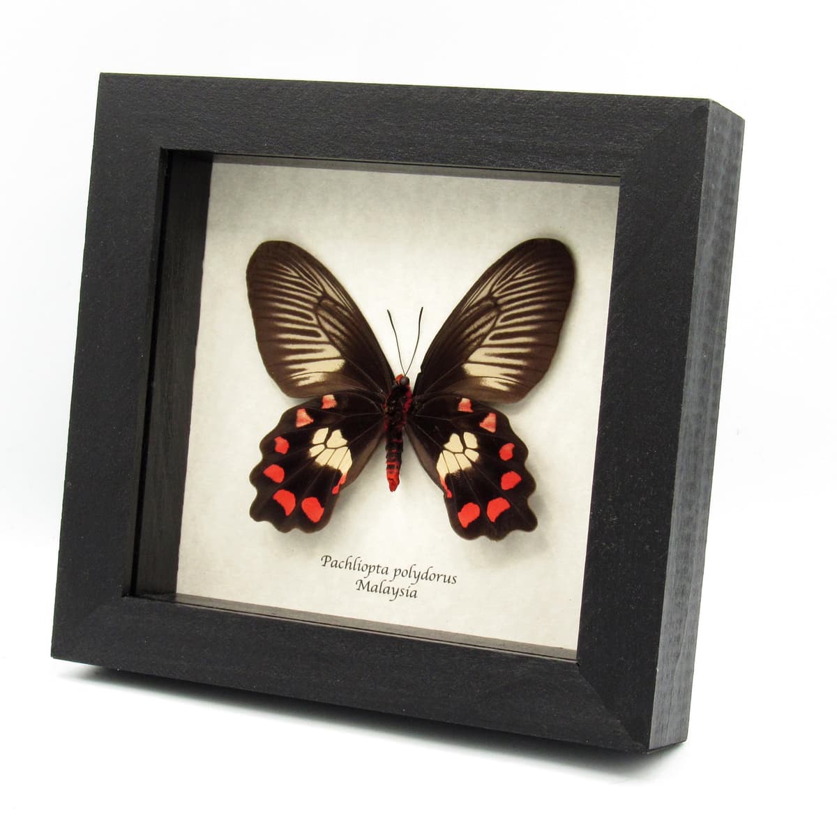 Real Red-bodied Swallowtail butterfly framed taxidermy - Pachliopta polydorus - large female