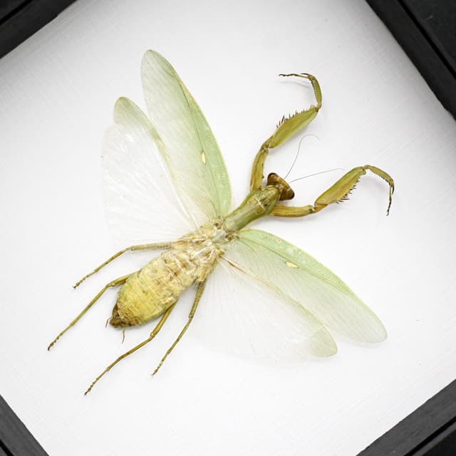 Real large framed Praying Mantis taxidermy - Hierodula patellifera - female