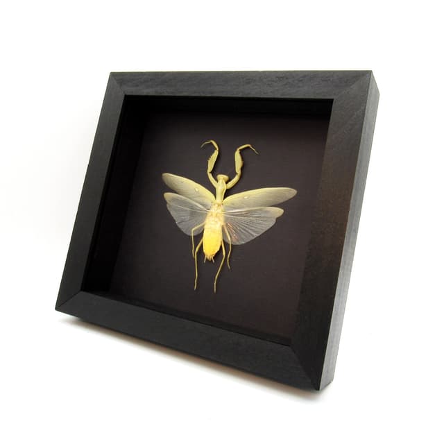 Real framed Praying Mantis taxidermy - Hierodula patellifera - female - yellow form