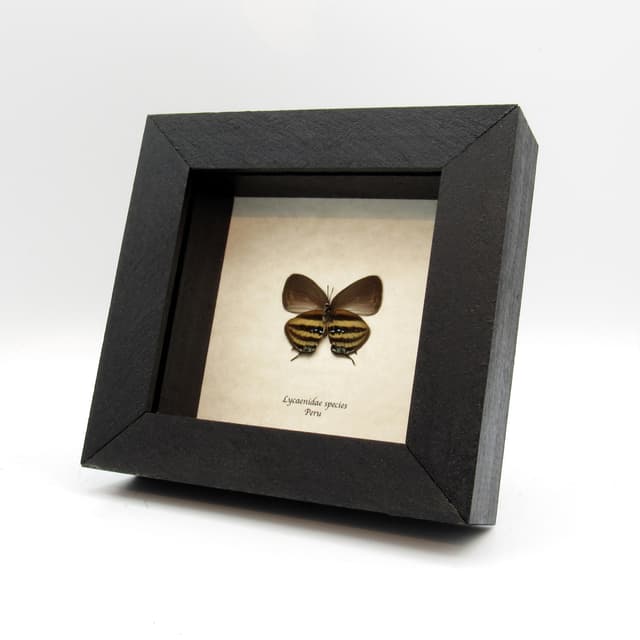 Rare Hairstreak butterfly framed taxidermy - Lycaenidae species