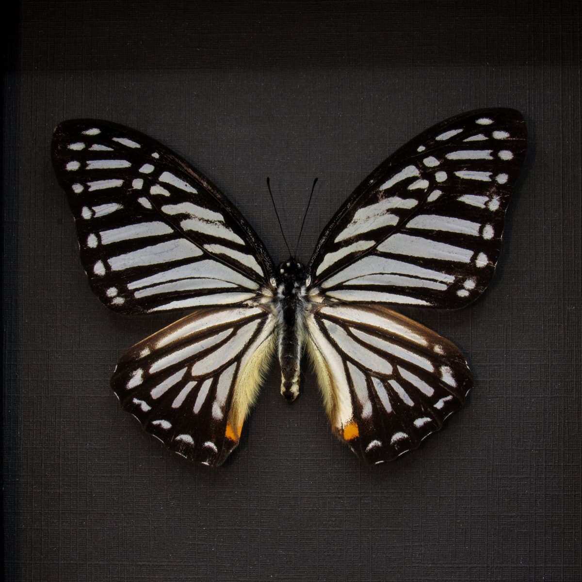 Real Great Zebra butterfly framed taxidermy - Graphium xenocles