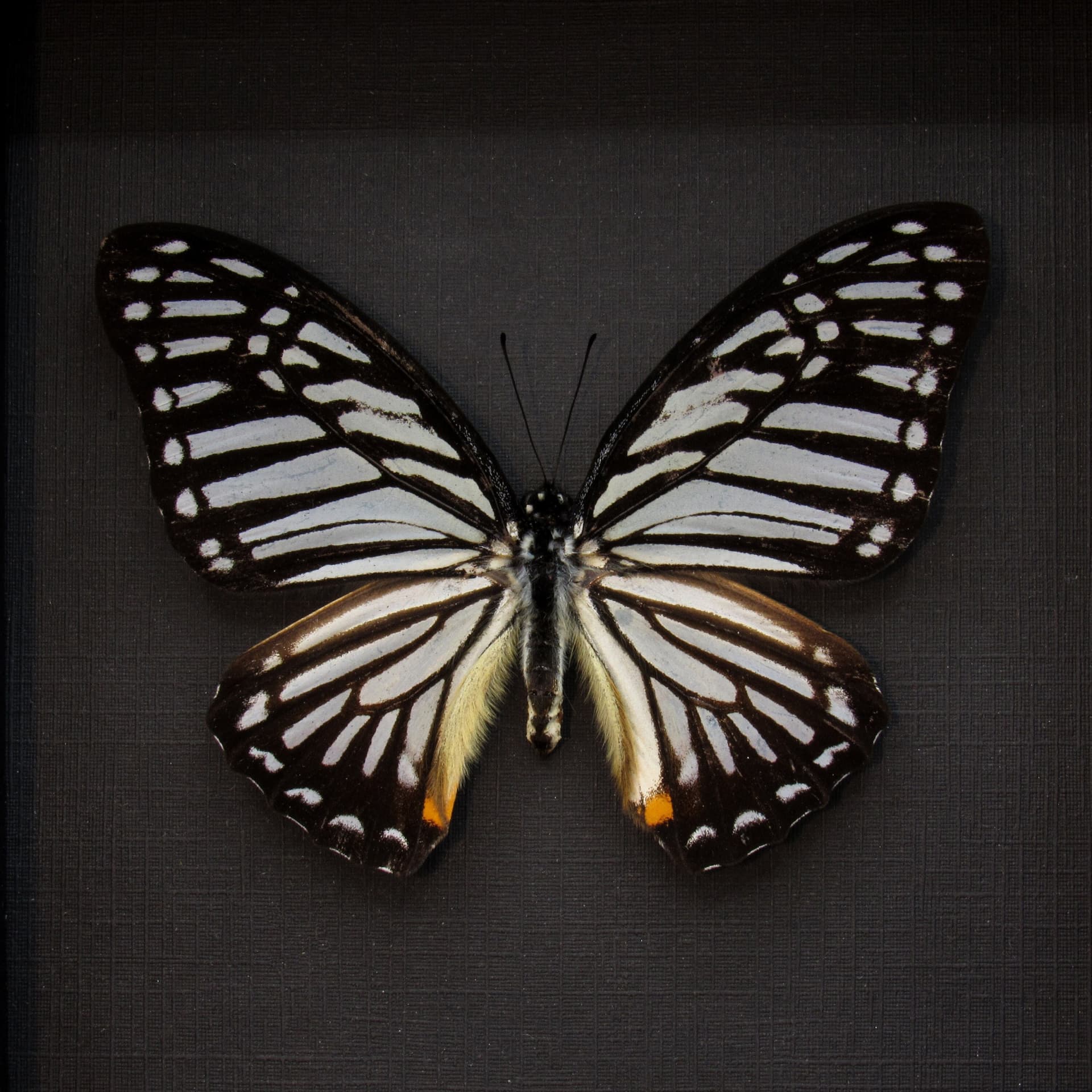 Real Great Zebra butterfly framed taxidermy - Graphium xenocles