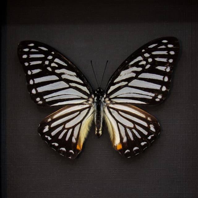 Real Great Zebra butterfly framed taxidermy - Graphium xenocles