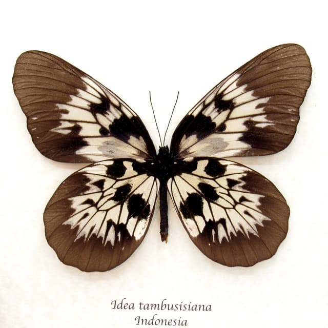 Real XL Tree Nymph butterfly framed taxidermy - Idea tambusisiana - female