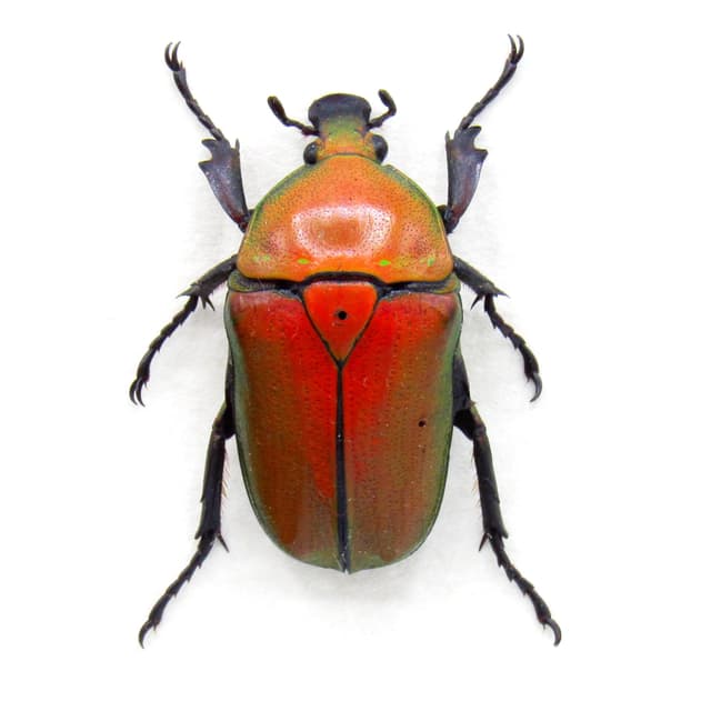 Real metallic red Scarab beetle framed taxidermy - Ingrisma euryrrhina