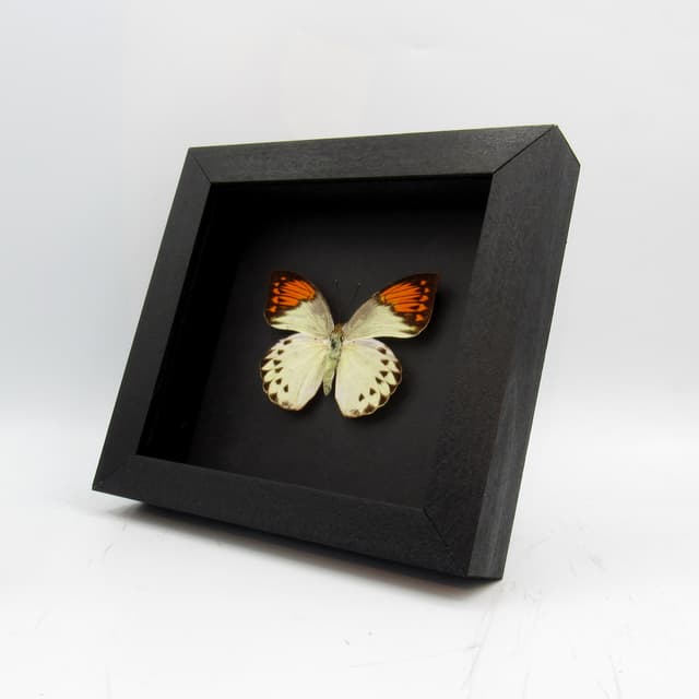Real Orange Tip butterfly framed taxidermy - Hebomoia glaucippe - female