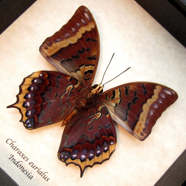 Real framed taxidermy butterfly - Charaxes eurialus