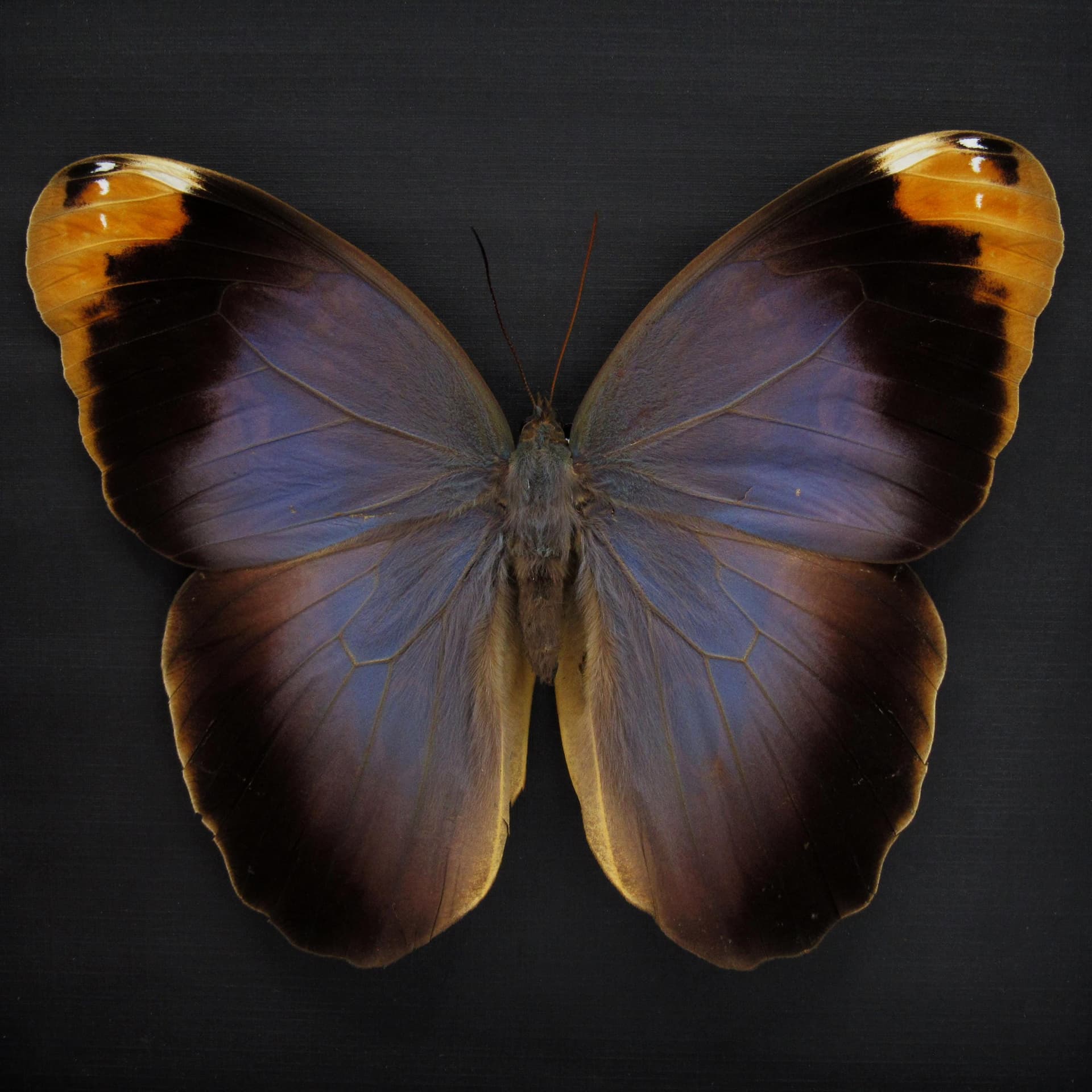 Real GIANT purple Owl Butterfly framed taxidermy - Caligo beltrao - female - 6.25 inch wingspan