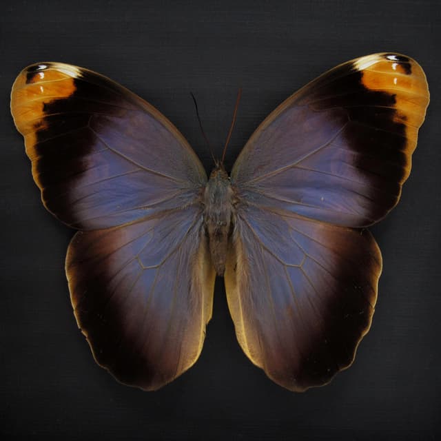 Real GIANT purple Owl Butterfly framed taxidermy - Caligo beltrao - female - 6.25 inch wingspan
