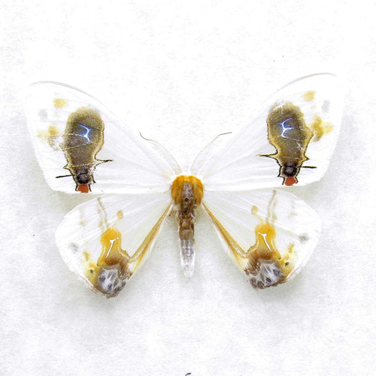 Real bird poop mimicking glitter moth framed taxidermy - Macrocilix maia