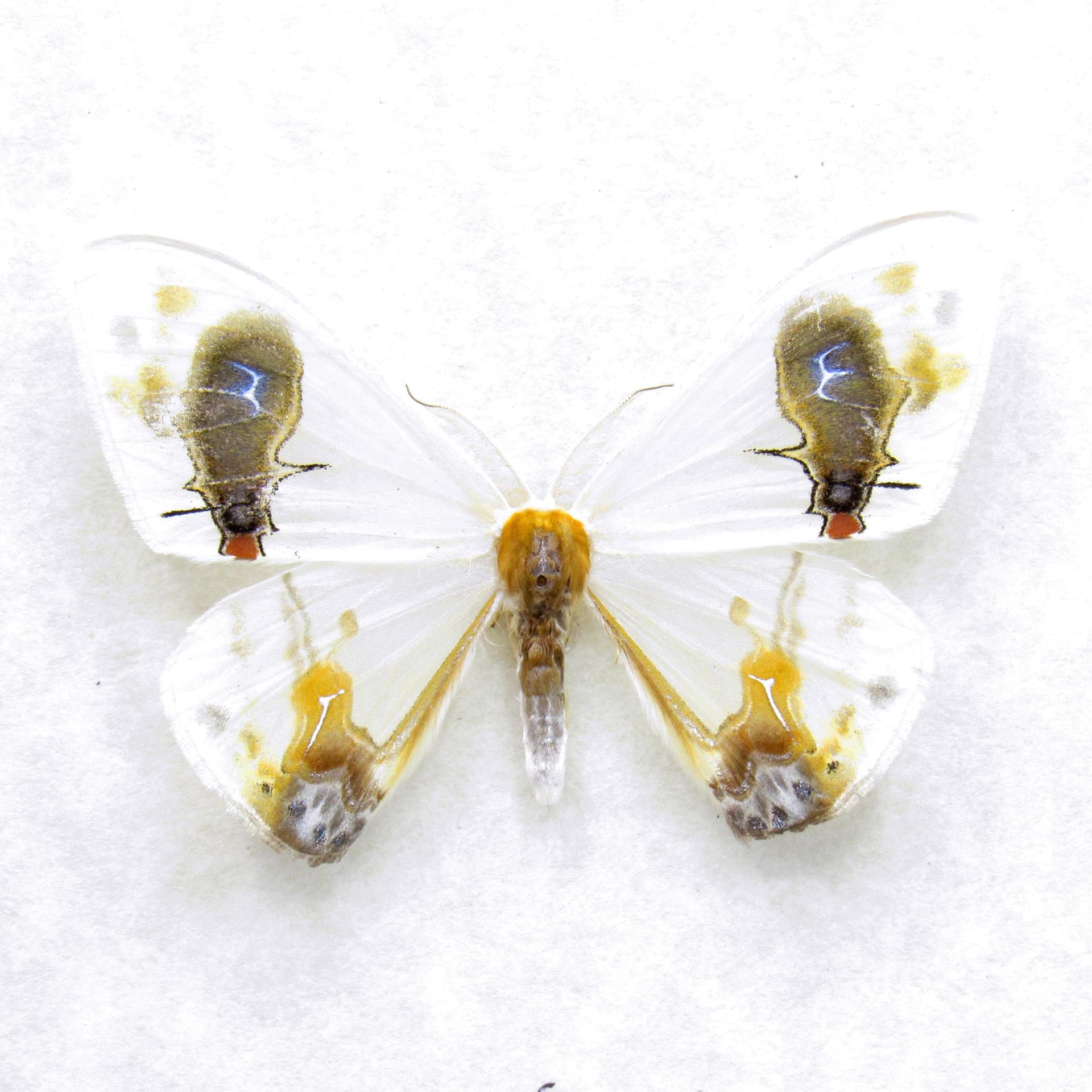 Real bird poop mimicking glitter moth framed taxidermy - Macrocilix maia