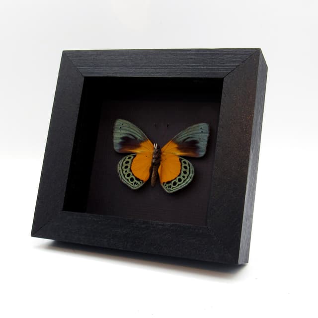 Rare metallic framed butterfly taxidermy - Asterope buckleyi