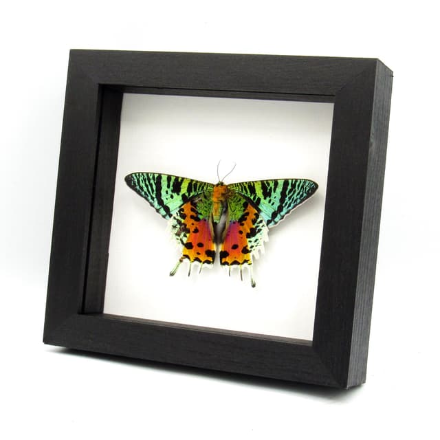 Real large female Rainbow Sunset moth framed - Urania ripheus - Victorian mount