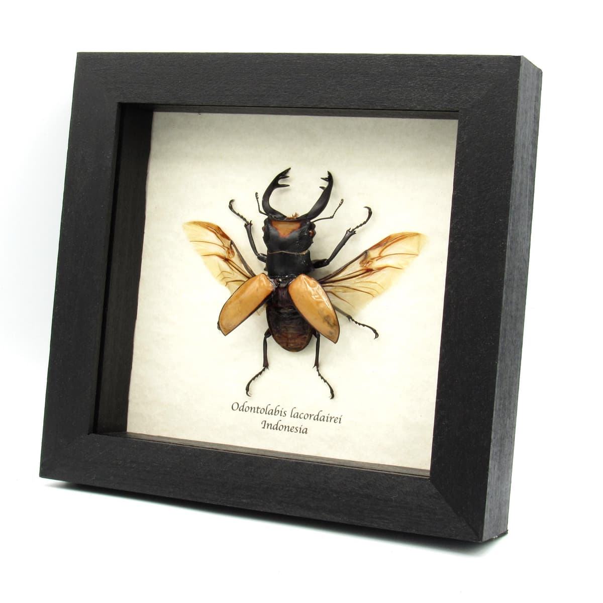 Real Stag Beetle framed taxidermy - Odontolabis lacordairei