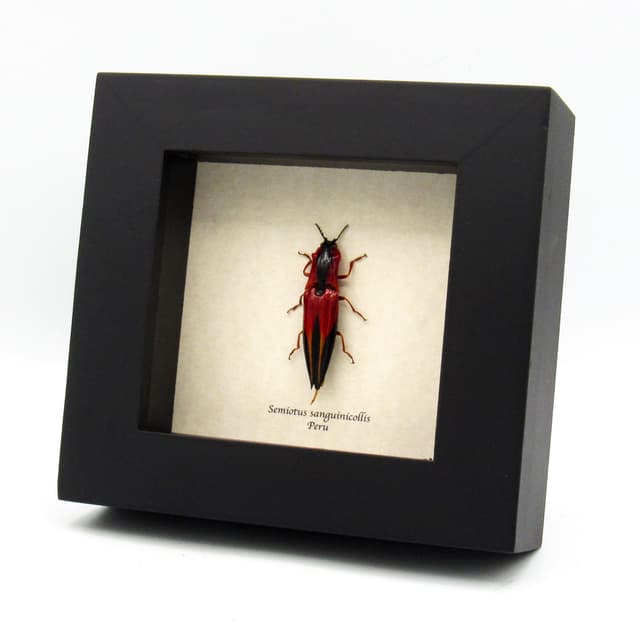 Rare Flame Red Click beetle framed taxidermy - Semiotus sanguinicollis