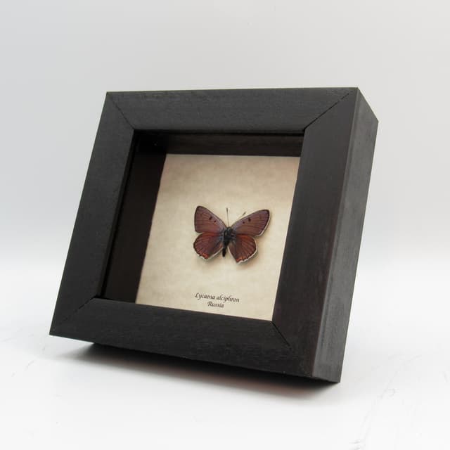 Real purple butterfly framed taxidermy - Lycaena alciphron
