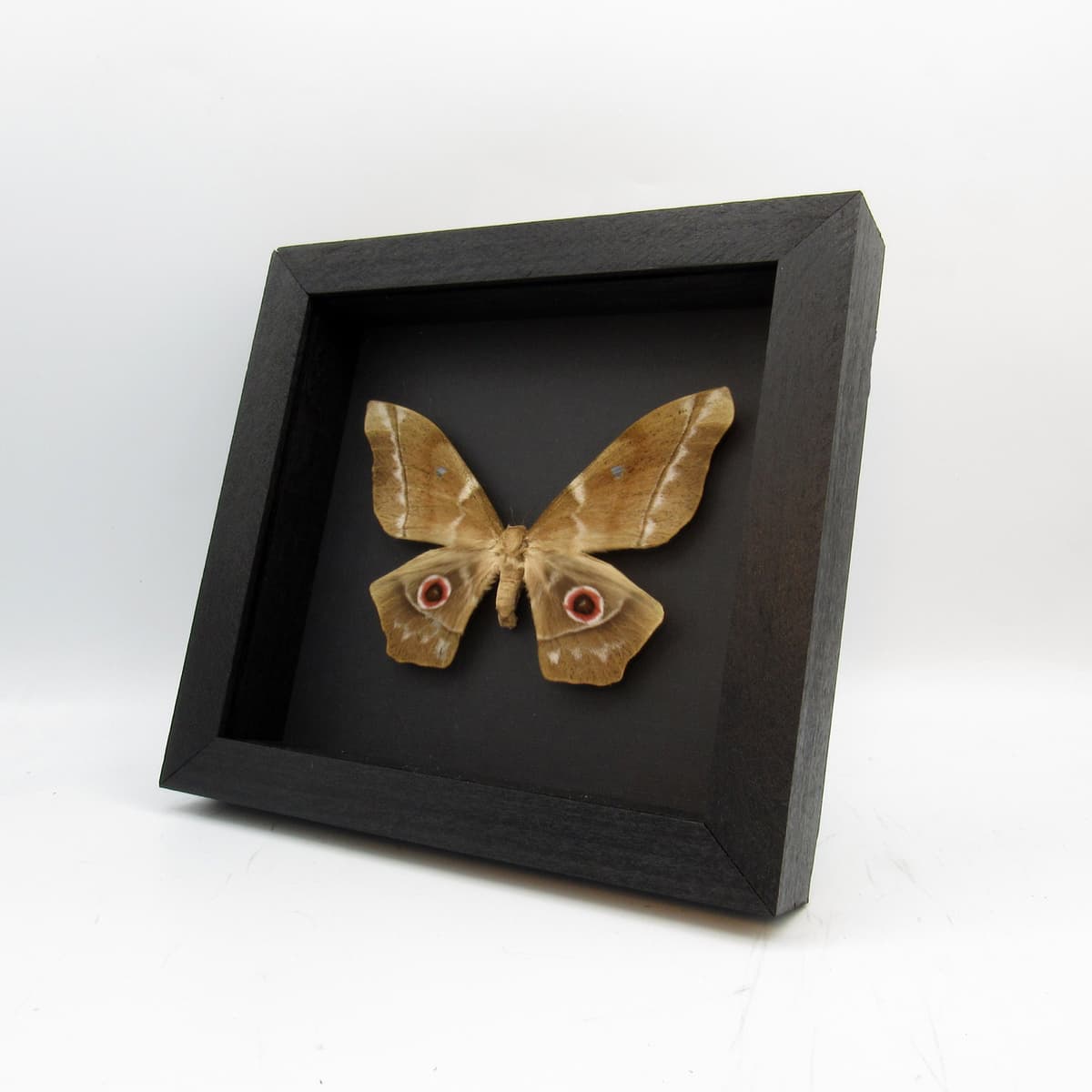 Real XL Saturn moth framed taxidermy - Imbrasia truncata - female