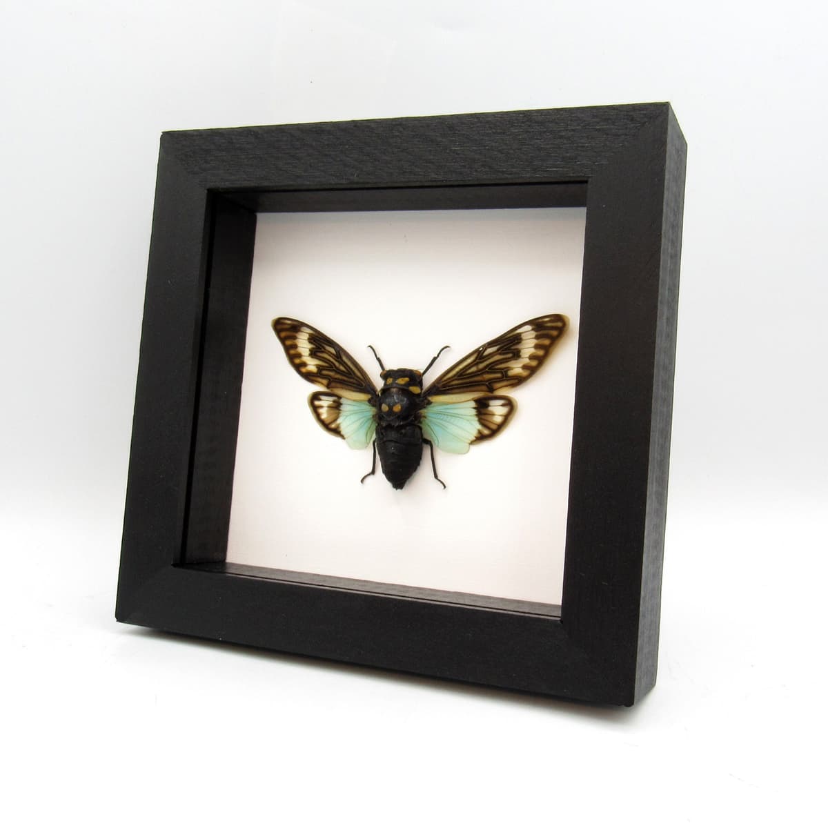 Real blue Cicada framed taxidermy - Tosena splendida