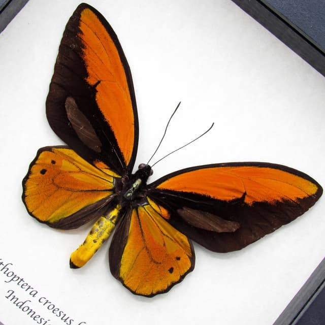 Real Giant Birdwing butterfly framed taxidermy - Ornithoptera croesus lydius