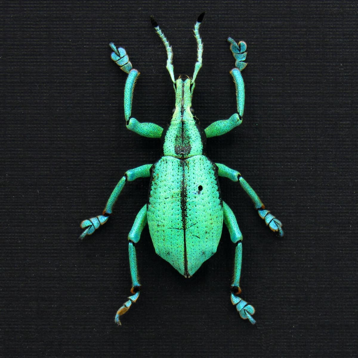 Rare glitter Weevil framed taxidermy - Eupholus prasinus - XL  - extra glitter