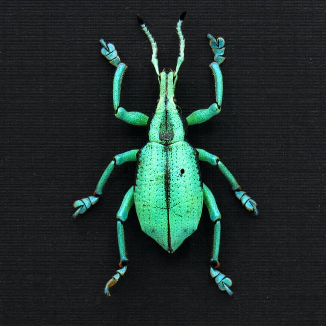 Rare glitter Weevil framed taxidermy - Eupholus prasinus - XL  - extra glitter