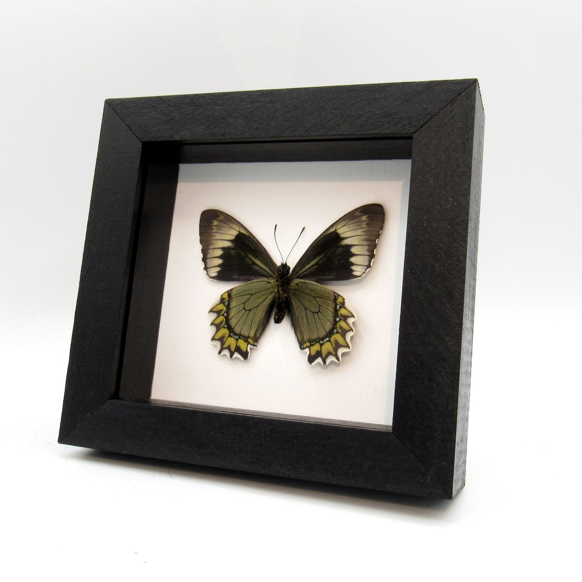Real green Madyes Swallowtail butterfly framed taxidermy - Battus madyes