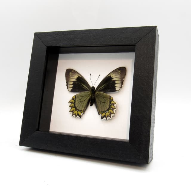 Real green Madyes Swallowtail butterfly framed taxidermy - Battus madyes