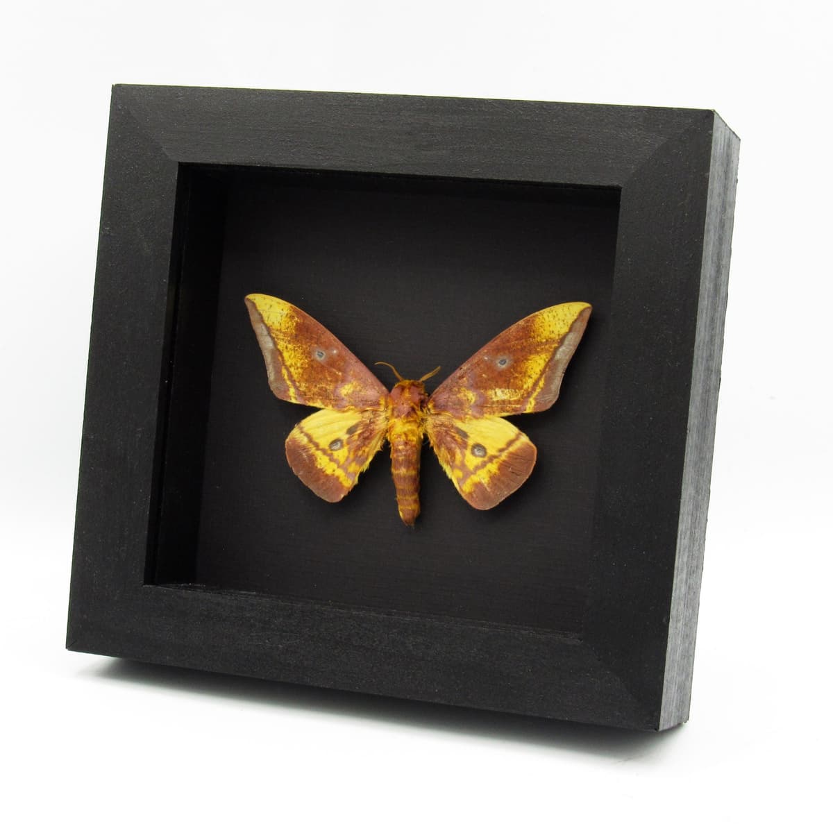 Rare Saturn moth framed taxidermy - Eacles callopteris