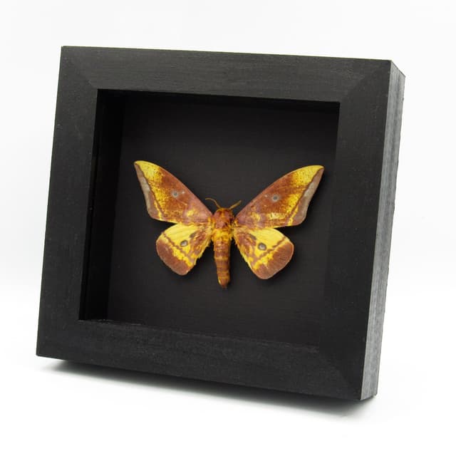 Rare Saturn moth framed taxidermy - Eacles callopteris