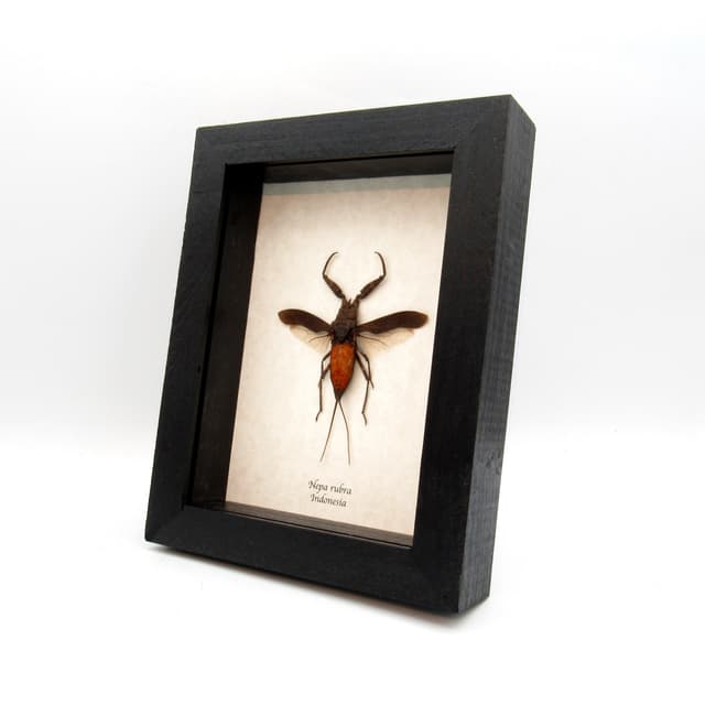 Real giant red water bug framed taxidermy - Nepa rubra