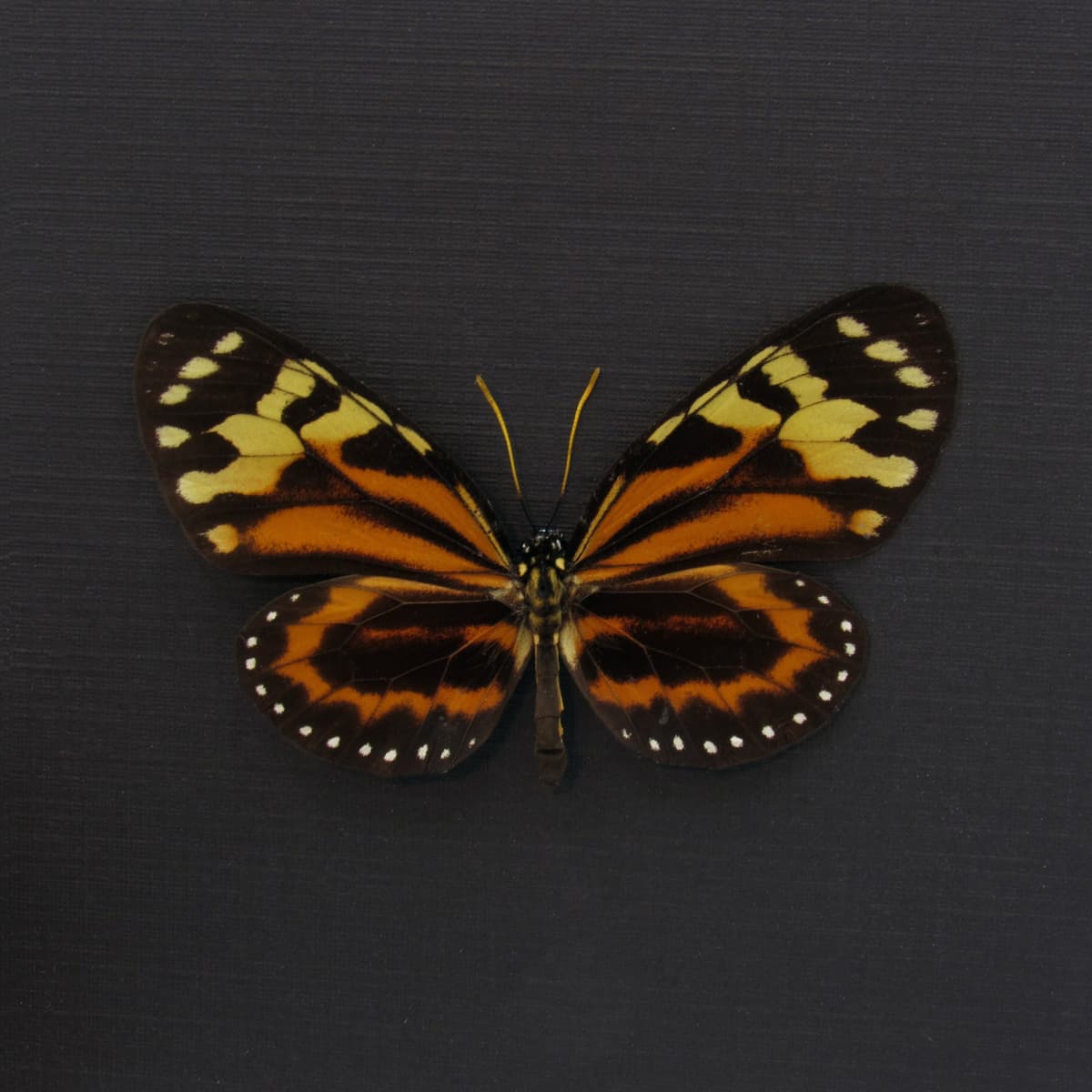 Real orange Tropical Milkweed butterfly framed taxidermy - Lycorea halia